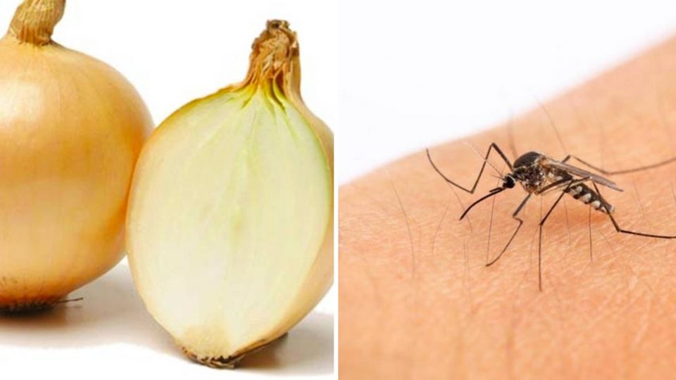 Zwiebel im Haushalt – Ihr ungeahnter Nutzen im Alltag
