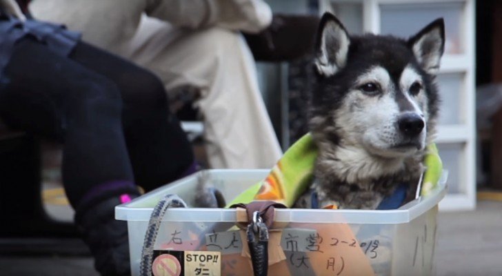 So sollten alle alten Hunde behandelt werden: Das ist Liebe pur