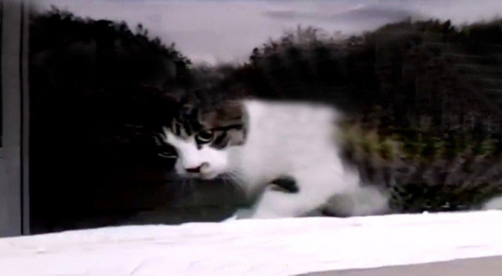 Der Postbote findet die Katze am Fenster vor: Was dann passiert, ist witzig