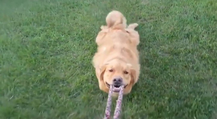 Wenige Sachen bringen uns so zum Lachen wie unsere Hunde: Schaut mal!