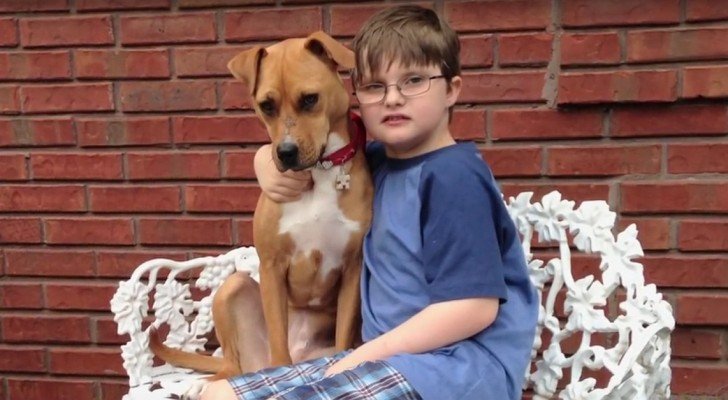 Ein Pitbull wird von einer Familie mit einem autistischen Kind adoptiert. Der Effekt ist überraschend