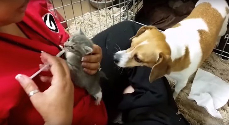 Die Frau versucht dem Kätzchen Milch zu geben, doch schaut mal, was der Hund macht