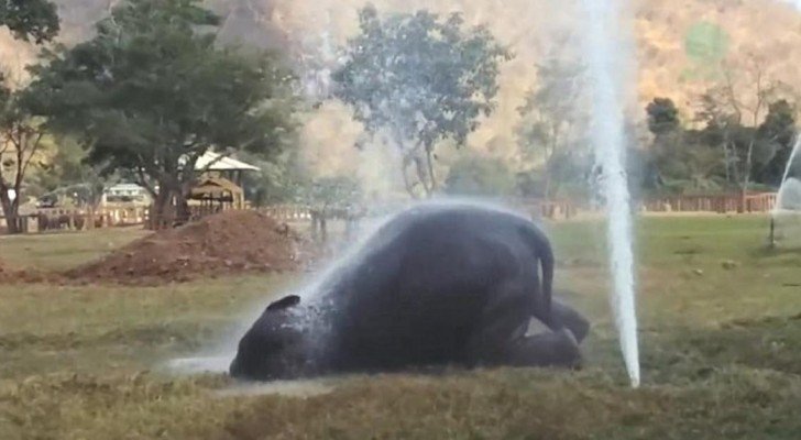 Ein Elefant nähert sich einem Wasserstrahl… Was dann kommt, bringt euch zum Lachen