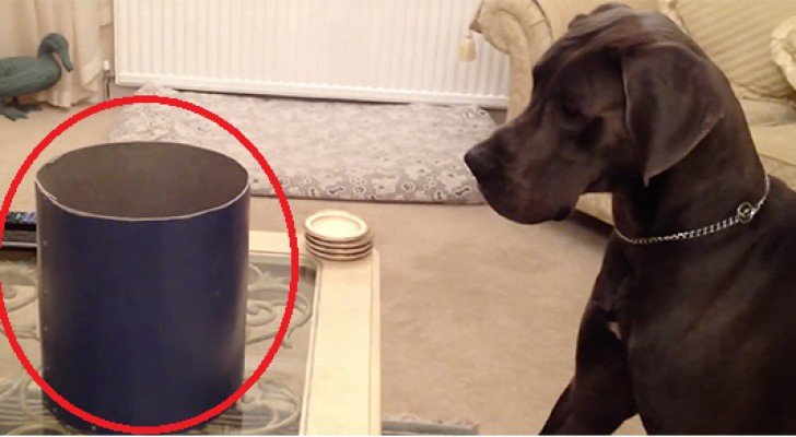 Sie stellen eine Schachtel vor eine Dogge. Als er sieht, was darin ist, ist er ganz aus dem Häuschen