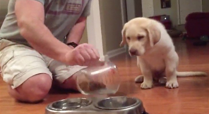 Dieser Hund ist sehr hungrig… Aber er weiß, was er vor dem Essen tun muss