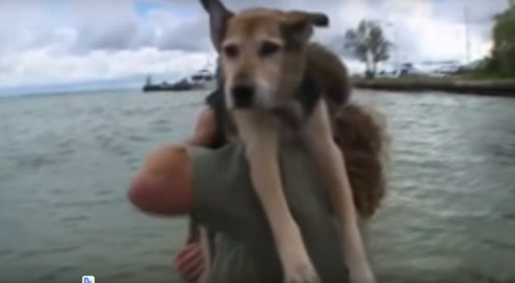 Dieser Hund leidet an Arthritis: Was sein Besitzer für ihn macht, ist bewegend