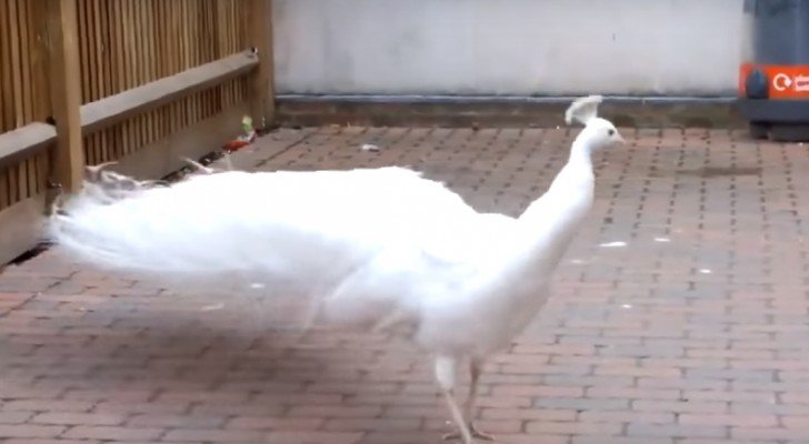 Er filmt einen weißen Pfau im Hof. Dann macht ihn etwas sprachlos