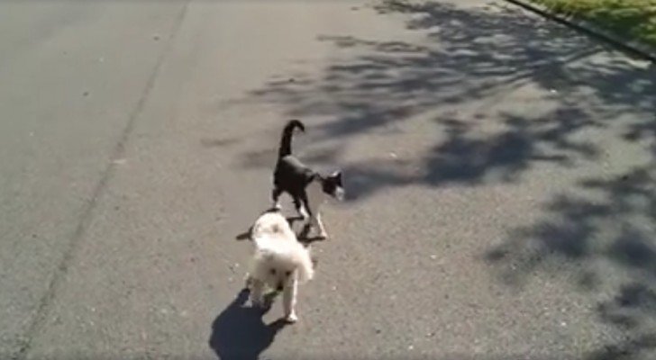Ein blinder Hund läuft auf der Straße, aber passt mal auf die Katze auf