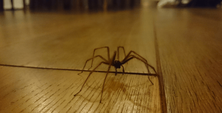 Spinnen im Haus? Mit diesem Trick wirst du sie wirklich los.