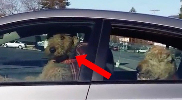 Jemand lässt die Hunde im Auto zurück, schaut mal, was der vorne macht…