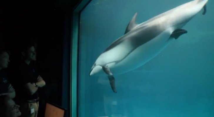 Ein Delfin schwimmt nervös. Was dann passiert, ist ein Wunder der Natur