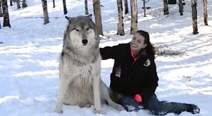 Ein riesiger Wolf setzt sich neben sie: Schaut mal, was passiert, wenn sie ihn streichelt