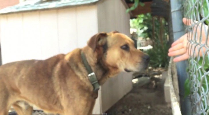 Dieser Hund hat 10 Jahre an einer Kette gelebt: So befreit ihn ein Junge