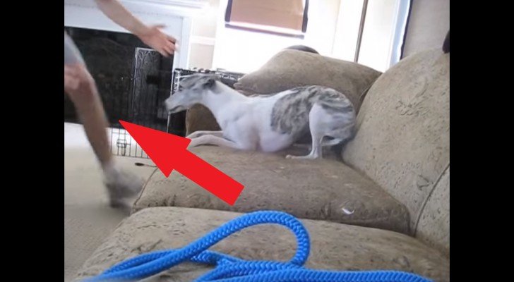 Die Besitzer des Hundes sind im Urlaub: Der Dog-sitter zeigt ihnen, was passiert