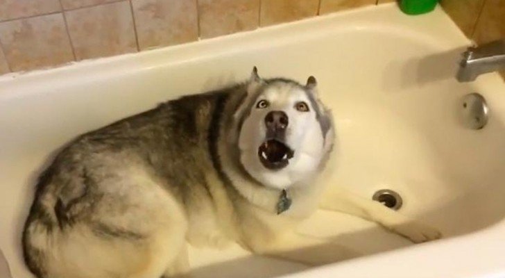 Sie sagt dem Hund, dass er aus der Wanne kommen soll.. Aber seine Reaktion ist eindeutig