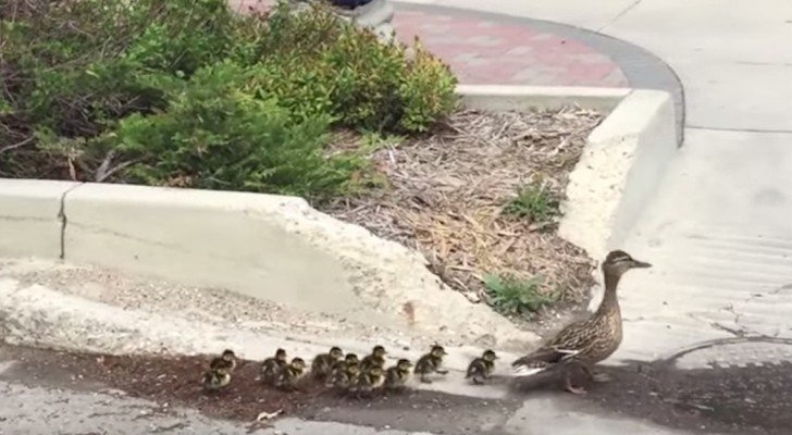 Die Ente durchquert die Stadt mit ihren 12 Entlein. Sie wird von einem Sondereinsatzkommando begleitet…