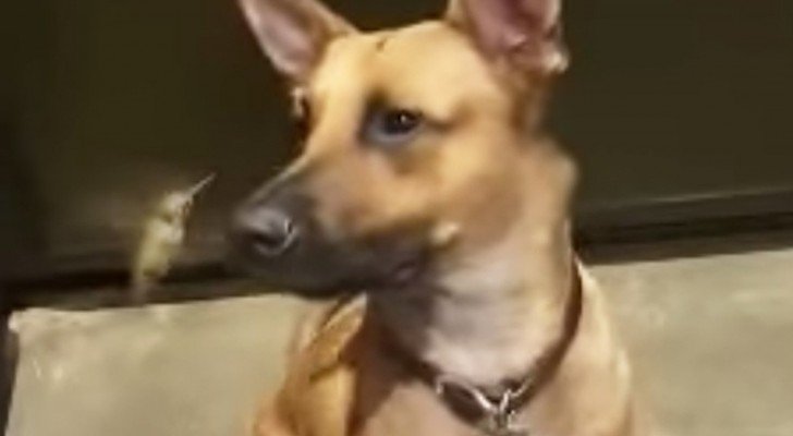 Ein Hund rettet einem Kolibri das Leben. Ihre Beziehung ist irreal