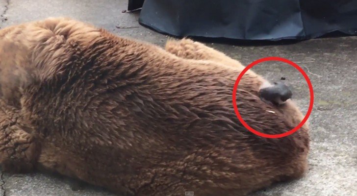 Der riesige Hund schlaeft, aber seht, was das Voegelchen auf ihm macht…