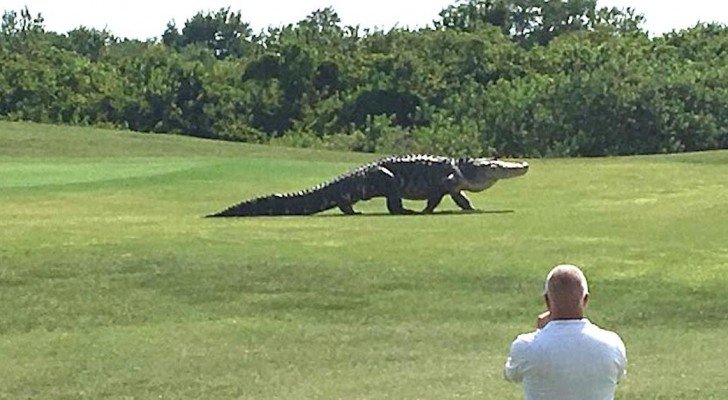 Ein RIESIGER Alligator spaziert auf einem Golfplatz: erschreckend und faszinierend zugleich!