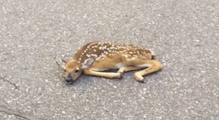 Ein Kitz liegt unbeweglich auf der Straße… Als sich ihm ein Mann nähert ist die Reaktion rührend