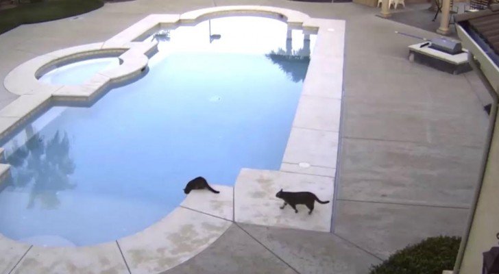 Eine Katze sieht eine andere am Schwimmbeckenrand: die Versuchung ist riesig…