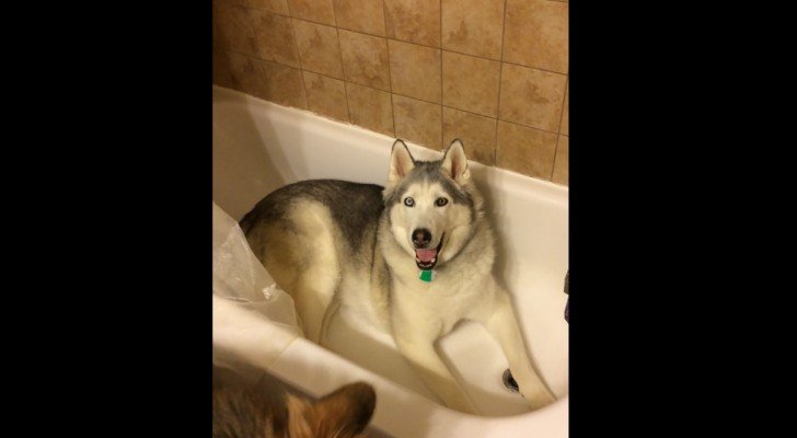 Sie sagt ihm, aus der Badewanne zu kommen, aber er “bittet” um etwas als Gegenleistung: wow!