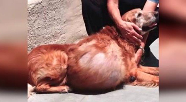 Sie haben ihn mit einem 20 kg-Tumor ausgesetzt… aber wir empfehlen euch, ihn nach der OP anzusehen!