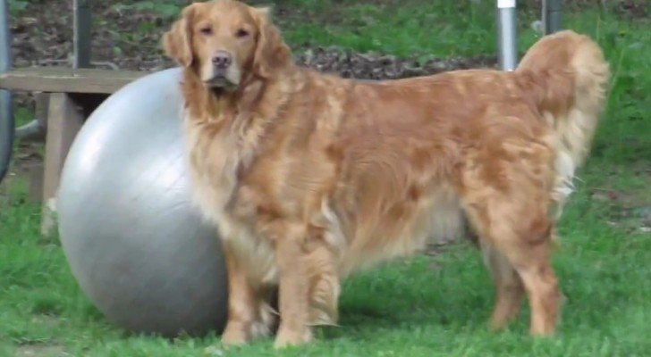 Sie schenken dem Hund einen Gymnastikball. Seine Reaktion ist explosiv!