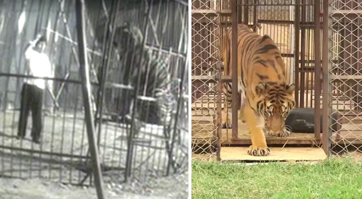 Nach Jahren hinter Gittern berührt ein Tiger zum ersten Mal eine Wiese: die Reaktion ist so süß