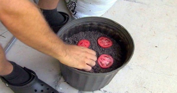 Damit es mit der Rekord-Tomatenernte klappt: 4 clevere Tipps und Tricks