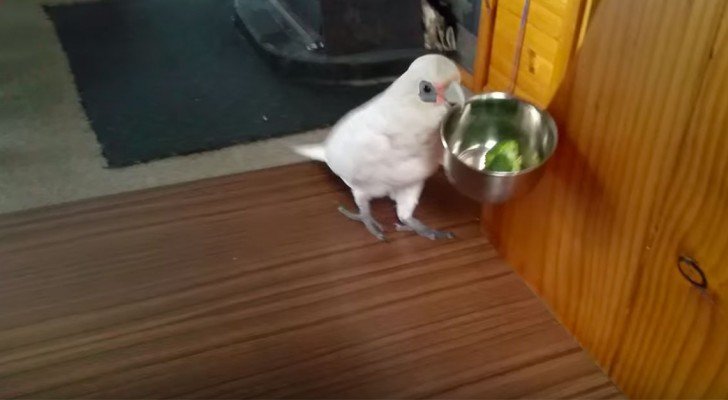 Das Frauchen setzt ihm Broccoli vor: seine Reaktion wird euch laut lachen lassen!