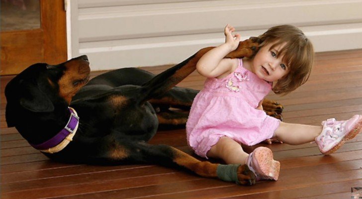 Ihr Dobermann “greift” die kleine Tochter an: als sie den Grund entdecken, sind sie sprachlos