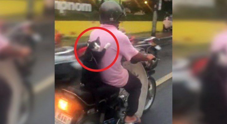 Sie filmen einen Motorradfahrer mit einem besonderen Passagier… Lasst euch nicht seinen Ausdruck entgehen!
