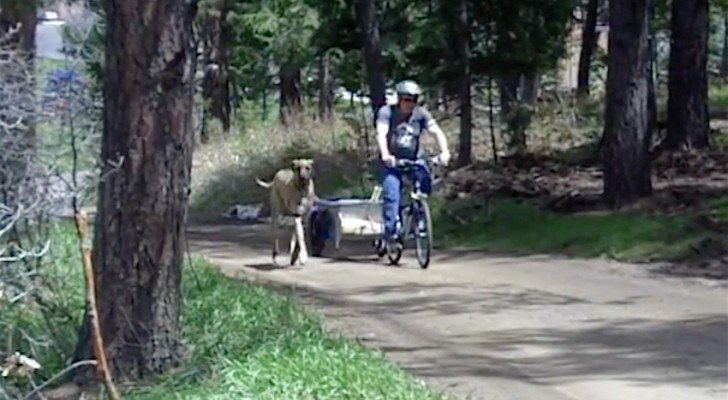 Eine Dogge läuft neben dem Herrchen auf dem Fahrrad. Seht was passiert, wenn sie müde wird!