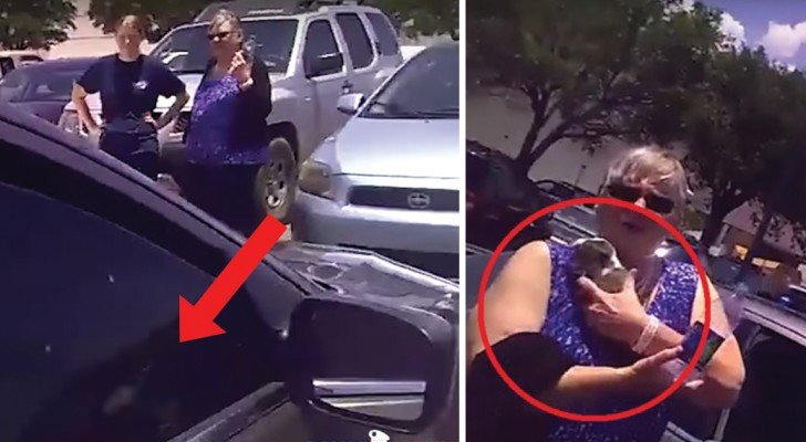 Sie sehen einen Welpen im Auto in der Sonne und greifen ein. Was denkst du darüber?