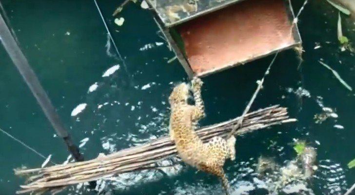 Ein Leopard faellt in eine Zisterne: die Buerger retten ihm das Leben