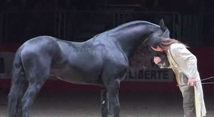 Ein Dresseur und seine drei wundervollen Hengste: die Show ist hypnotisch