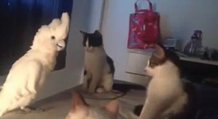 Das lustigste Video eines sprechenden Papageien: hört was er seinen Freunden, den Katzen, sagt!