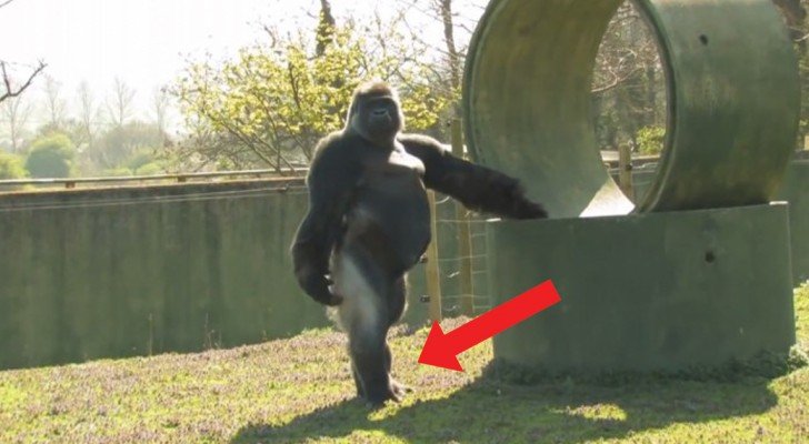 Die ganze Welt beobachtet diesen Gorilla. Der Grund? Schaut ihm beim Gehen zu…
