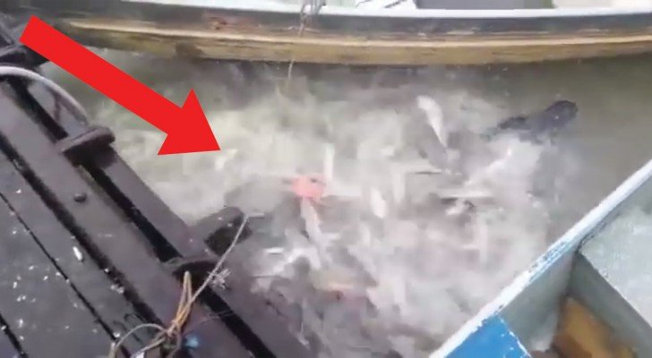 Er wirft ein Stück Fleisch in den Fluss: der Ansturm von den Piranhas ist beängstigend
