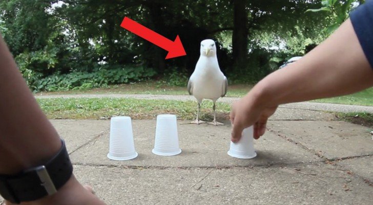 Er fordert eine Möwe mit dem Spiel der drei Becher heraus: achtet auf die Bewegungen…