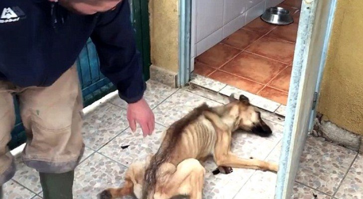 Dieser Welpe konnte kaum aufstehen, aber Tierärzte schaffen es, sein Leben zu retten