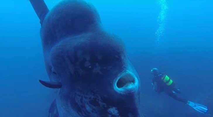 Sie wollen den Meeresgrund erforschen und treffen einen RIESIGEN Fisch…Wahnsinn!