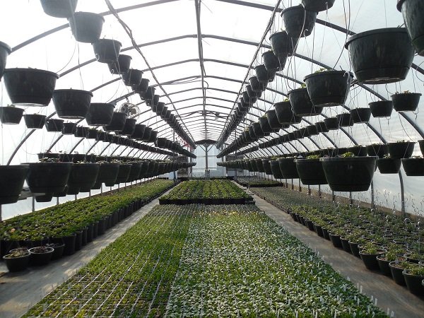 Ein Leitfaden für Anfänger im Gewächshausgartenbau