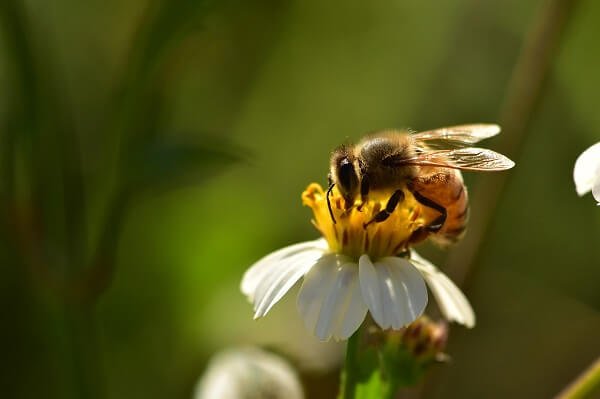 Alles über Bienen und wie man sie anzieht