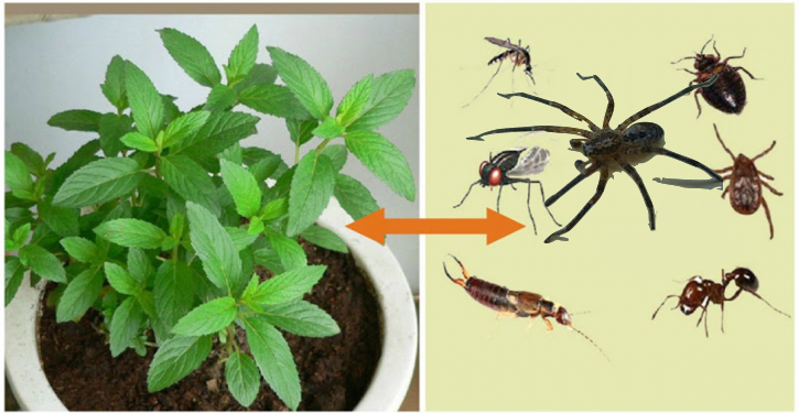 Diese Pflanze ist ein Segen Gottes, sie jagt Mäuse, Spinnen und andere Insekten von zu Hause aus