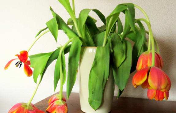 Nie wieder hängende Tulpen! Mit diesem Trick bleiben sie gerade!
