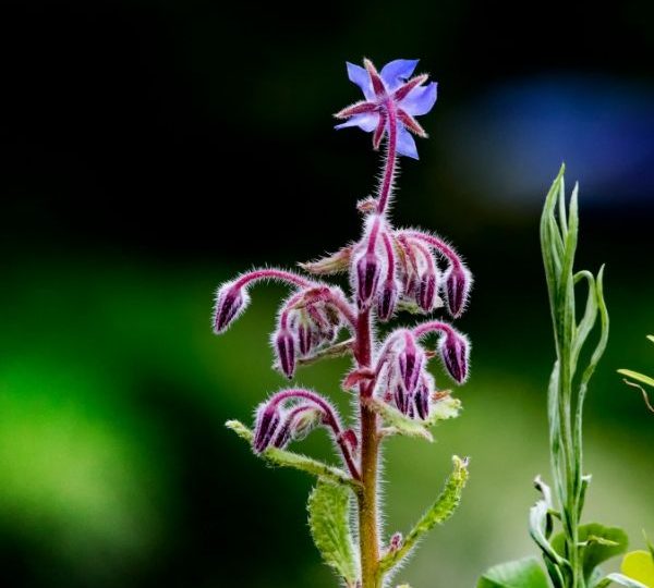 9 BLUMEN, DIE SIE IN IHREM GEMÜSEGARTEN ANBAUEN SOLLTEN