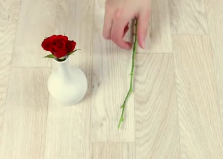 Rosenstiel in einer Kartoffel gepflanzt. Ein genialer Gartentrick!