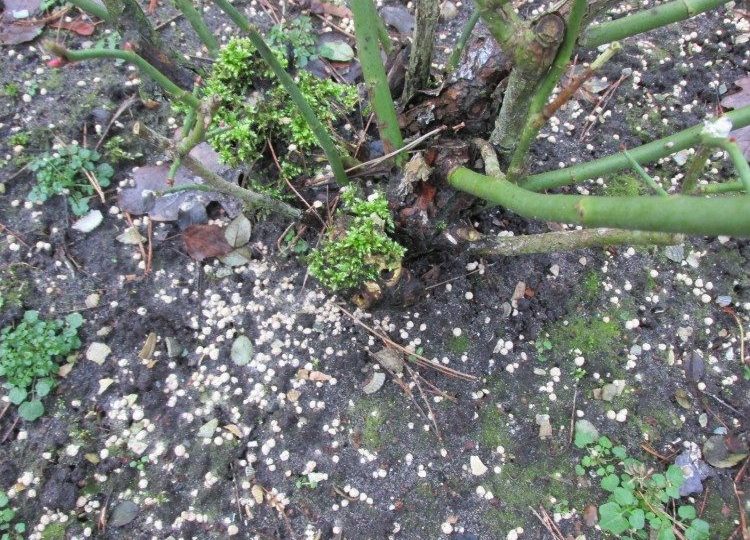 Rozen kalk geven in de herfst of winter